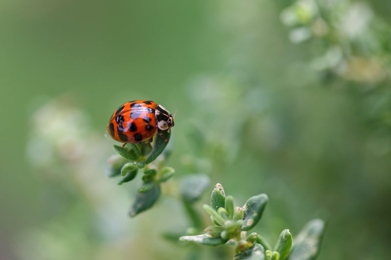 Close-up Plant Portraits