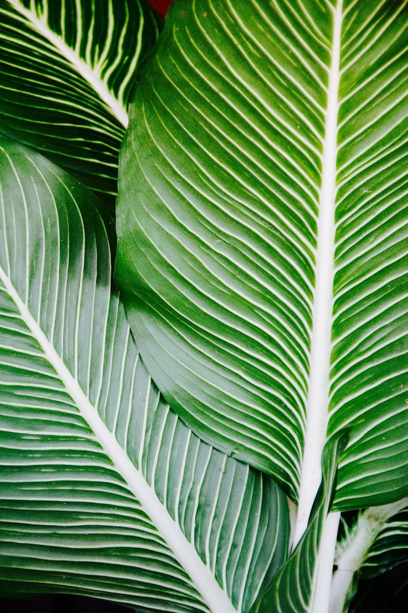 Botanical Prints
