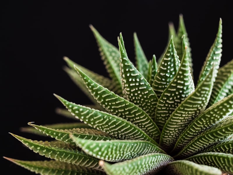 Succulent close-up